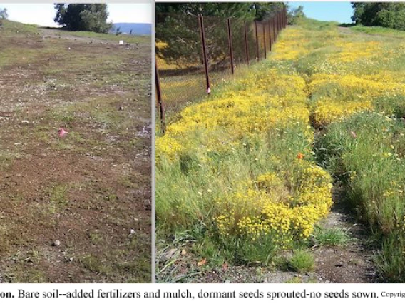 Kite Hill restoration. Bare soil on left. Added fertilizers and mulch, dormant seeds sprouted (no seed sown) on right
