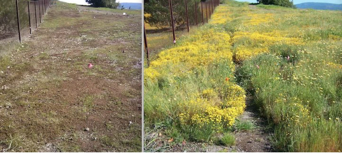 Kite Hill restoration. Bare soil on left. Added fertilizers and mulch, dormant seeds sprouted (no seed sown) on right